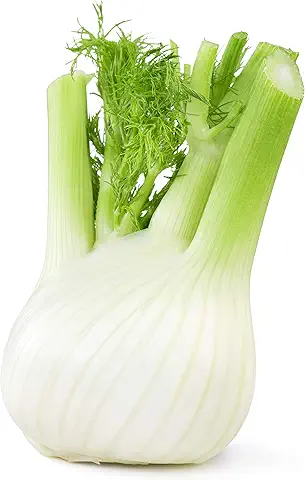 Fennel