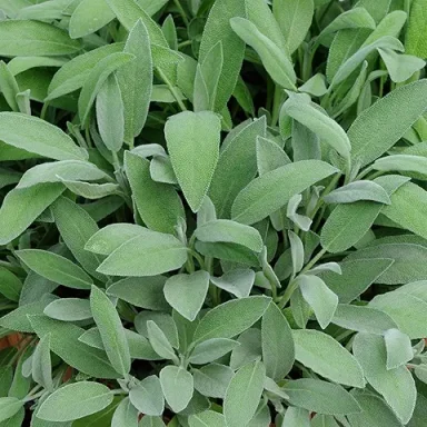 Sage