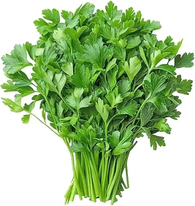 Coriander