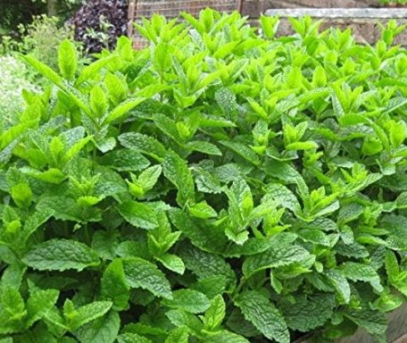 Mint