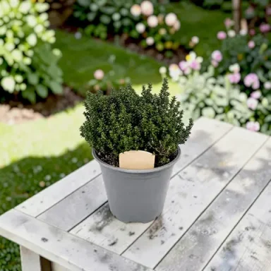 Thyme