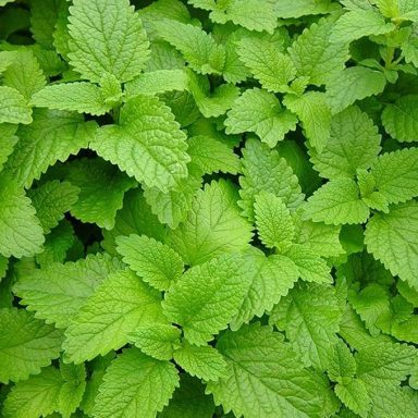 Lemon Balm