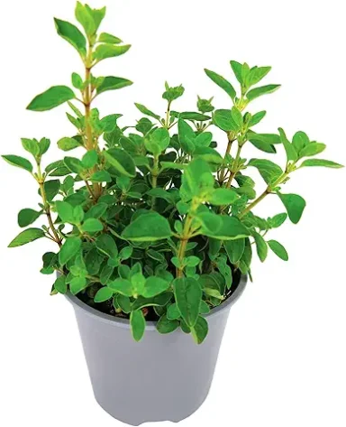 Oregano