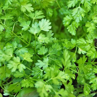 Chervil