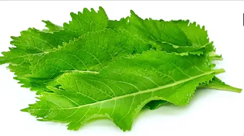 Horseradish Leaf Horseradish Leaf