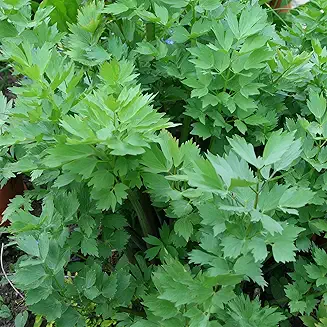 Lovage