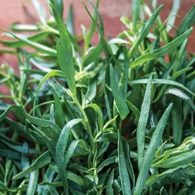 Tarragon Tarragon