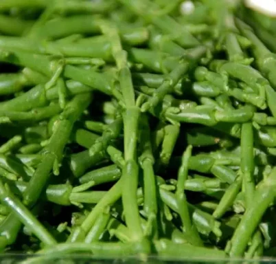 Samphire