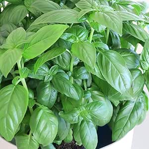 Basil